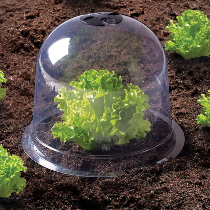 Cloches pour plants de salade X12