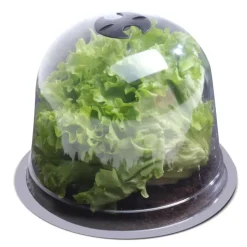Cloches pour plants de salade X12