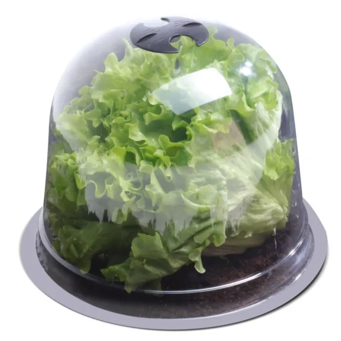 Cloches pour plants de salade X12