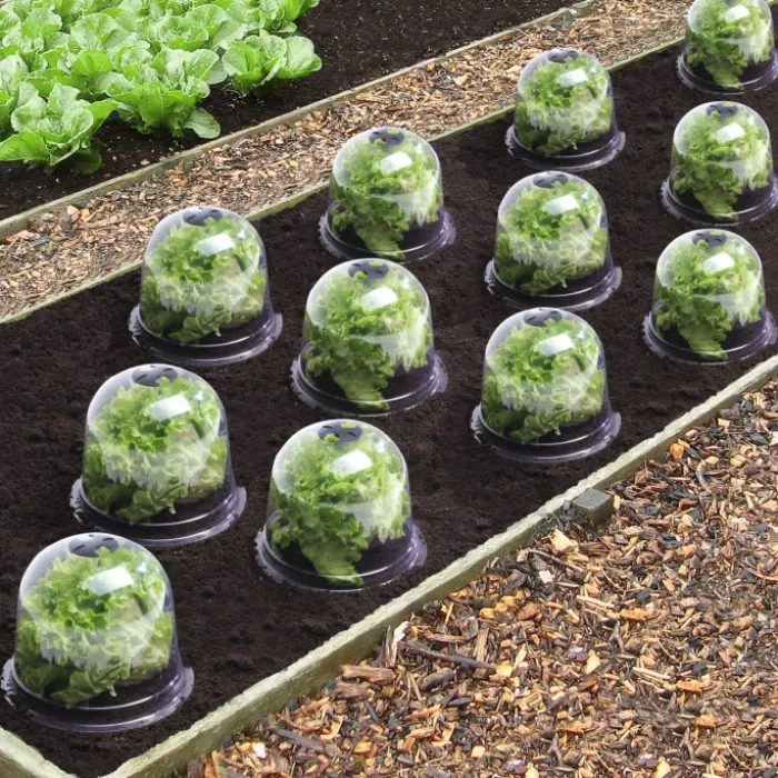 Cloches pour plants de salade X12