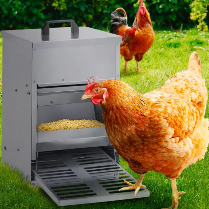 Mangeoire à poule anti-nuisible