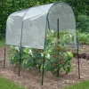 Serre à tomates de 2m de longueur
